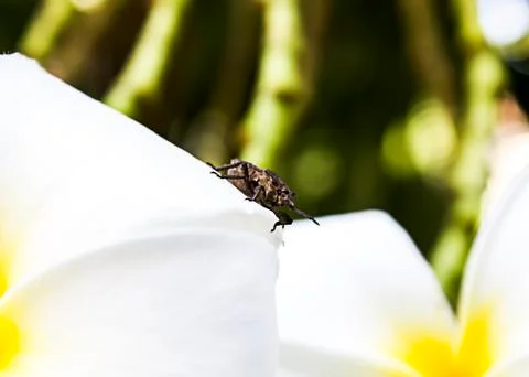 Insects brown stink Stock Photos