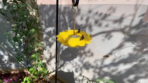 Insects, Bugs Drinker. Butterflies Are Setting On Water, Food Feeder, Bowl Or Stock Footage 254213515