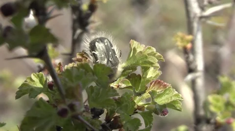 Insects on the bush. Stock Footage 4280699