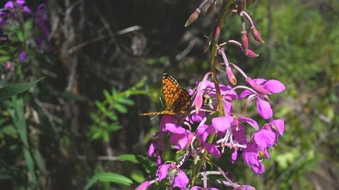 Insects butterfly and beetle Stock Footage 78535547