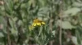 Insects   butterfly comon buckeye 03292012-1 -- H264 HD Footage
