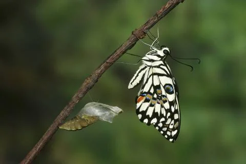 Insects, Butterfly, Emergence Sequence Line, Papilio Demoleus-8 Copyright:... Stock Photos