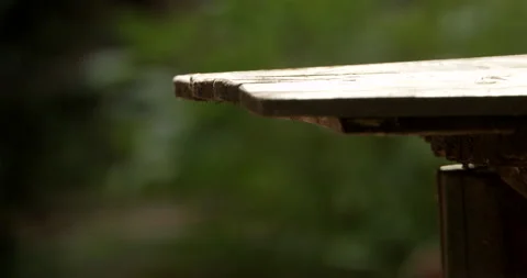 INSECTS BUZZING OVER TABLE Stock Footage 141073526