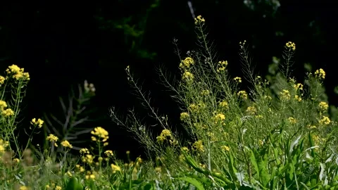 Insects buzzing over wild rapeseed flowers moved by breeze in a meadow Stock Footage 130850651