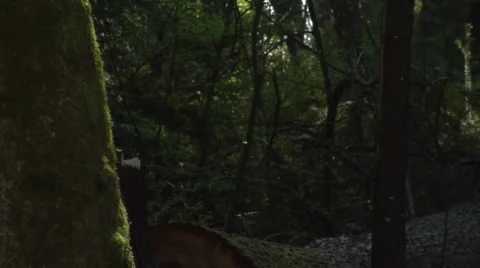 Insects buzzing round forest Stockbeeldmateriaal 44849082