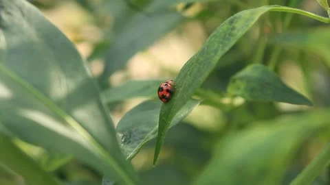 Insects on chili leaves Stock Footage 135493697