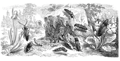 Insects click beetle Agrypnus murinus Corymbites pectinicornis Elater Stock Illustration