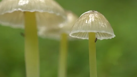 Insects climbing translucent mushroom stems, close up macro Iceland 3 Stock Footage 95011366