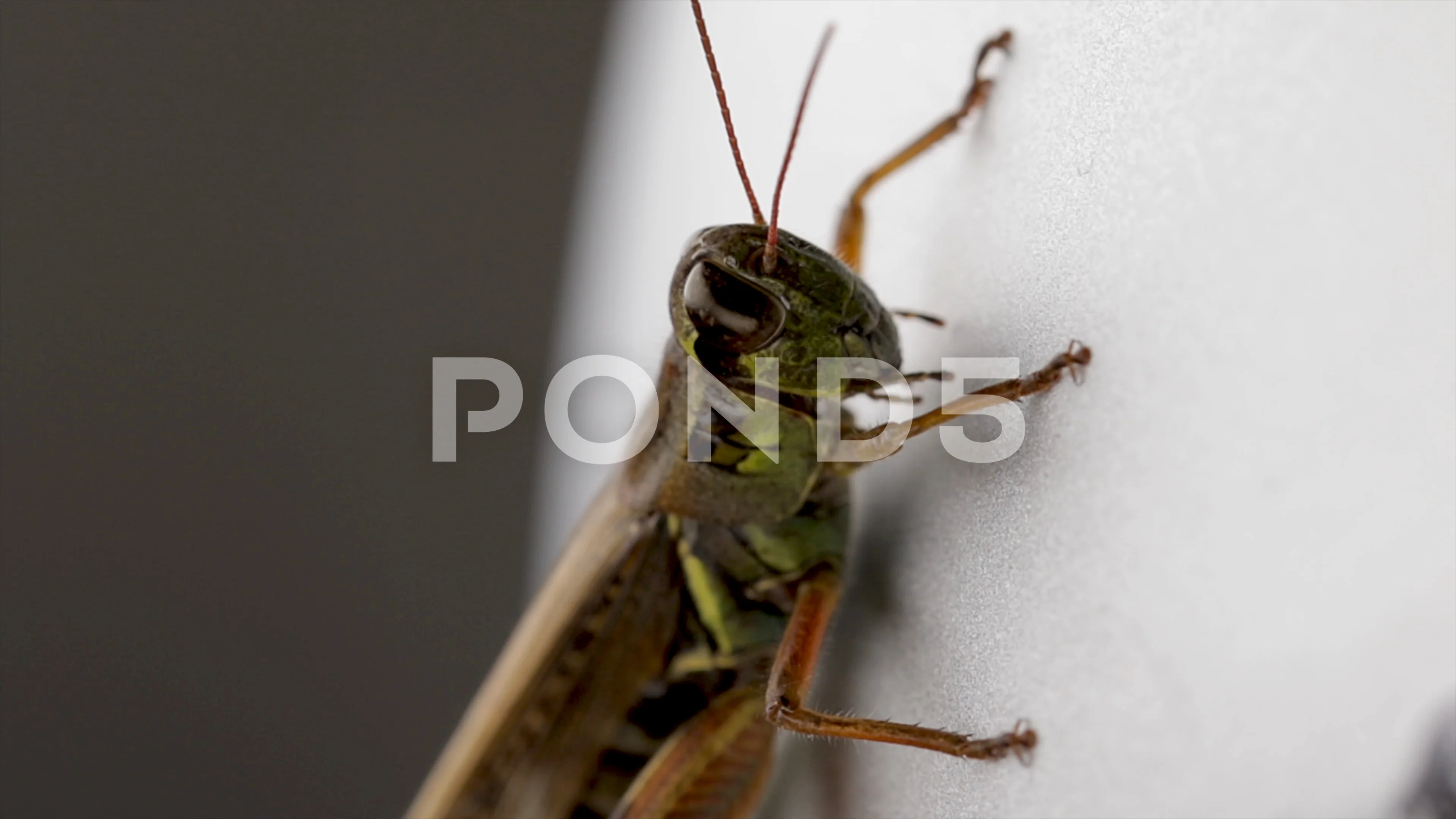 Insects close up locust grasshopper Stock Video Pond5