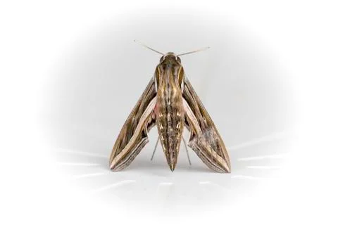 Insects close up macro Foto stock