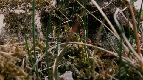 Insects closeup Stock Footage 49912528