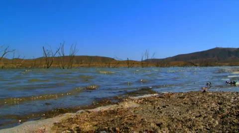 Insects on the coast Stock Footage 1463401