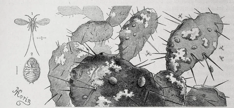 Insects cochineal Coccus cacti on a cactus leaf Historical digitally restored Illustrazione stock