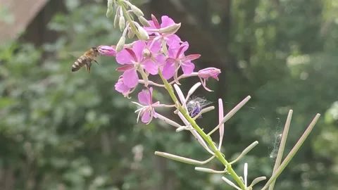 Insects collect nectar from flowers. Stock Footage 163307927