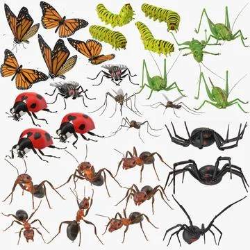 Insects Collection 3D Model