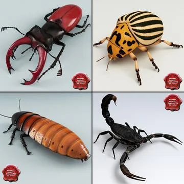 Insects Collection V3 3D Model