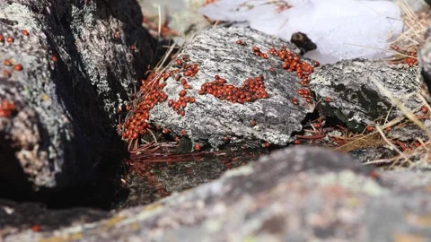 Insects of Colorado Front Range, Ladybugs Drinking from Water Source on top of Stock Footage 303497990