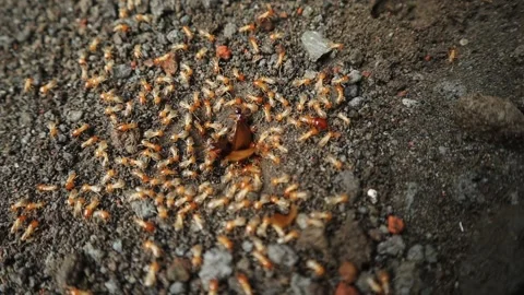Insects Come Out of Nests in the Ground, Similar to Termites Stock Footage 293941392