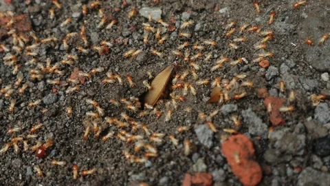Insects Come Out of Nests in the Ground, Similar to Termites Stock Footage 293941870
