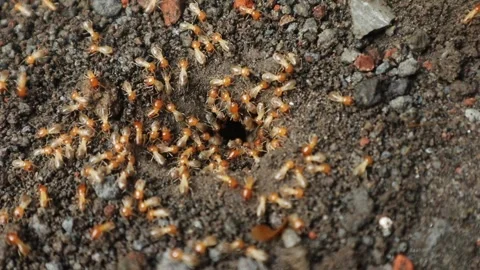 Insects Come Out of Nests in the Ground, Similar to Termites Stock Footage 293944008