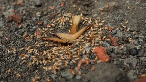 Insects Come Out of Nests in the Ground, Similar to Termites Stock Footage 293944233