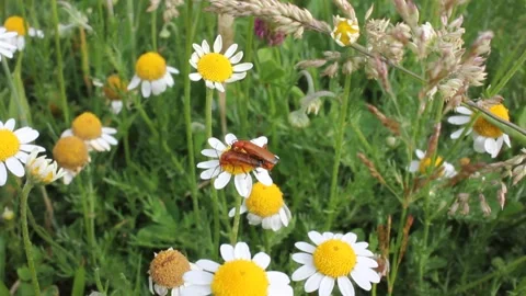 Insects copulating in a flower Stock Footage 255912082