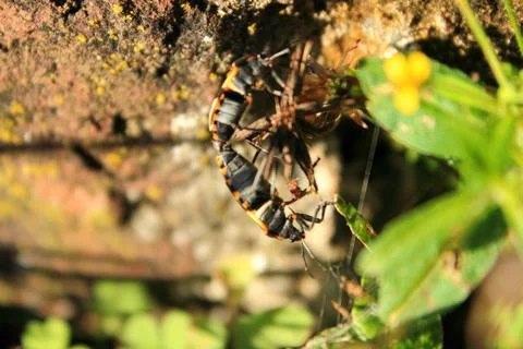 Insects copulating Stock Photos