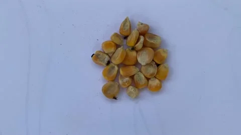 Insects in Corn, Maize weevils, Sitophilus zeamais Stock Footage 219714578