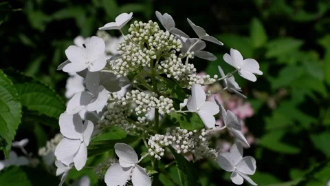 Insects crawl along the flowering tree branch. Insects fly. Stock Footage 159241725