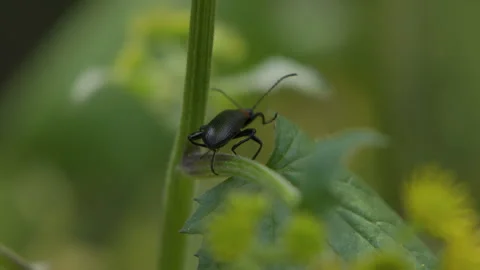 Insects crawl on the blades of grass Stock Footage 241227951