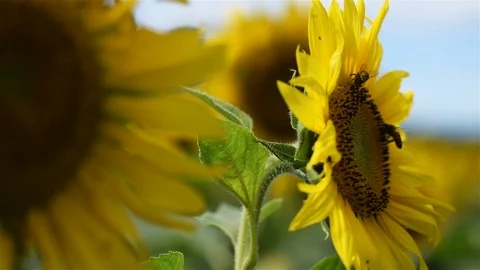 Insects crawl over a sunflower as it sways in a gentle wind Stock Footage 96088054