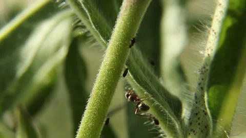 Insects crawl on the plant. Ants run along the green stem. Video stock 243071197