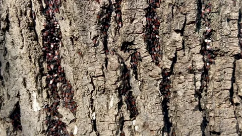 Insects crawled out on the bark of a tree Stock Footage 241106431