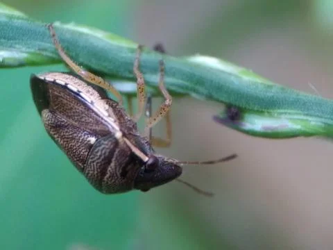 Insects crawling on the branches Stockfoto's