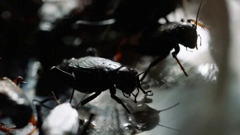Insects Crawling Stock Footage 85321940