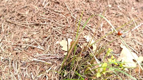 Insects crawling on the grass acceleration Stock Footage 318847714