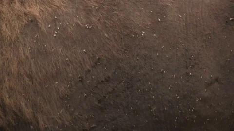 Insects crawling on skin of bison 1 스톡 동영상 119436485