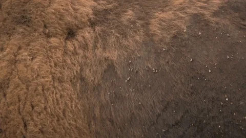 Insects crawling on skin of bison 2 스톡 동영상 119436306