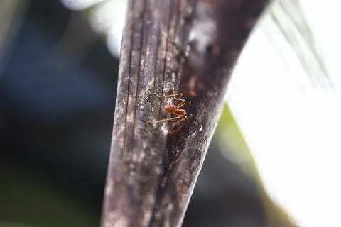 Insects crawling on tree branches with blurred background Photos