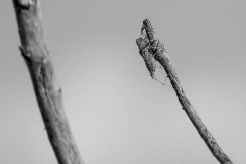  insects, Cricket  Stock Photos