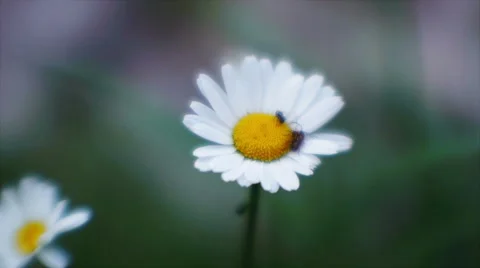 Insects On Daisy Stock Footage 41541456