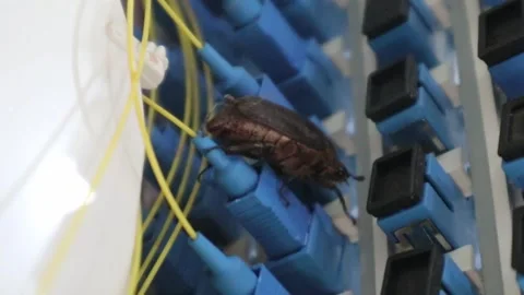 Insects disrupt fiber optic cables in the network. Video stock 320376686