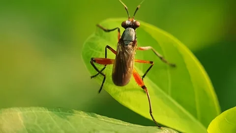 Insects drink dew on the leaves Stock Footage 176511810