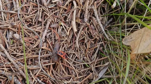 Insects on dry grass, macro photography Stock Footage 318847818