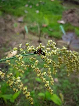 Insects on dry leaves Stock Photos