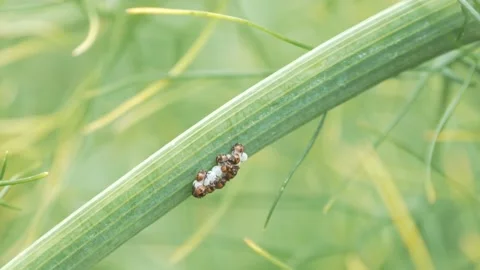 Insects eat insects' eggs on a leaf of a plant Stock Footage 211806421