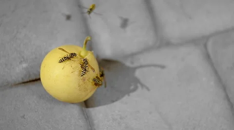 Insects Eat A Pear Video stock 60613391