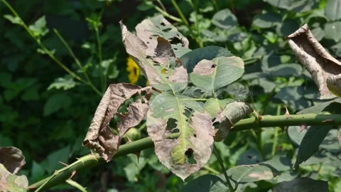 Insects eaten rose leaves and made holes in them. Stock Footage 312223953