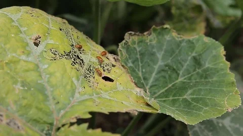 Insects eating plants Stock Footage 78895833