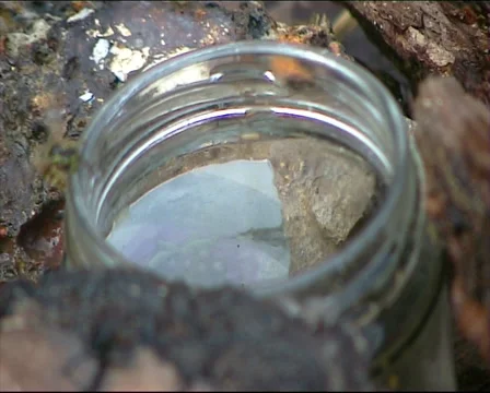 Insects on edge of jar Stock-Footage 53922833